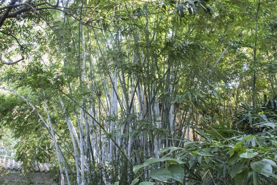 竹林