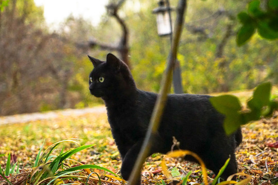 黑猫嬉戏户外