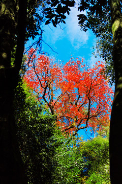 山洞口红树