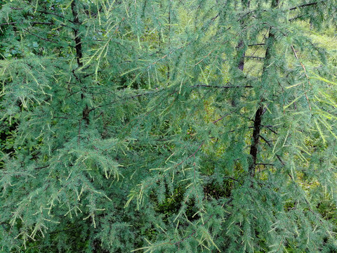 雨后落叶松树