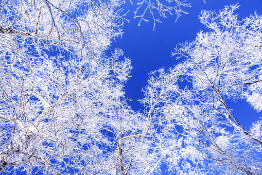 蓝天雪景树枝
