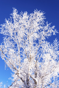 蓝天雪景树枝