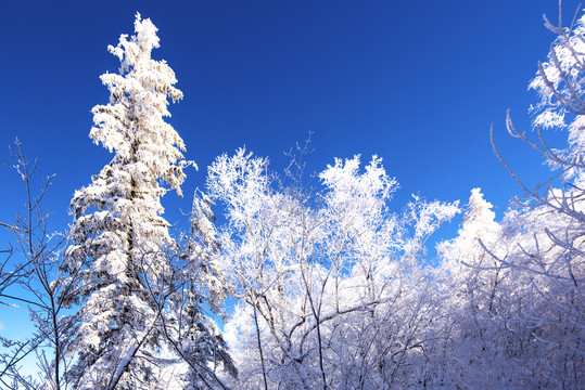 蓝天雪景森林