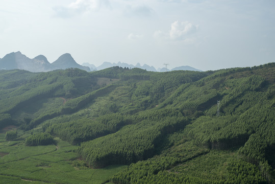 桉树林