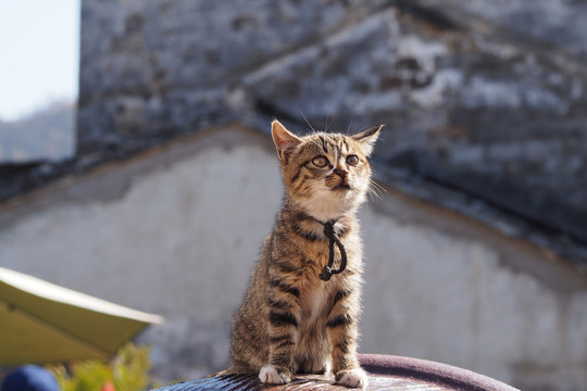 黟县西递古村落的小猫咪