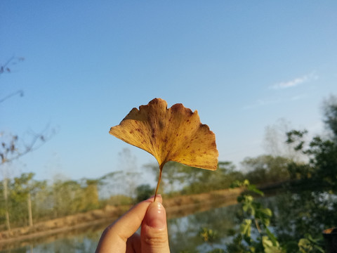 乡村景色