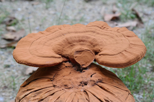灵芝孢子粉