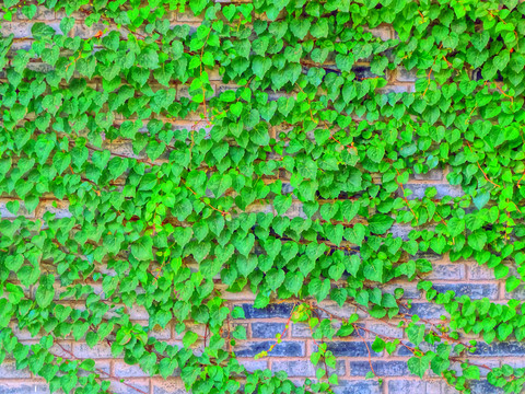 绿叶墙砖背景