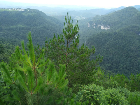 青山绿水