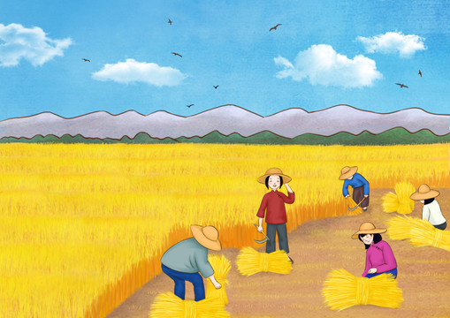 水稻收割农作物稻米大米丰收插画