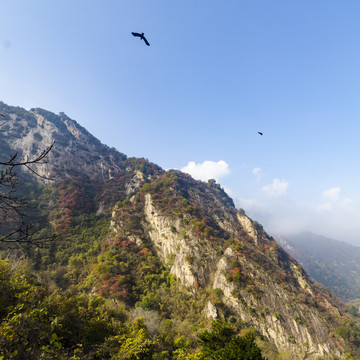 山野孤鸣