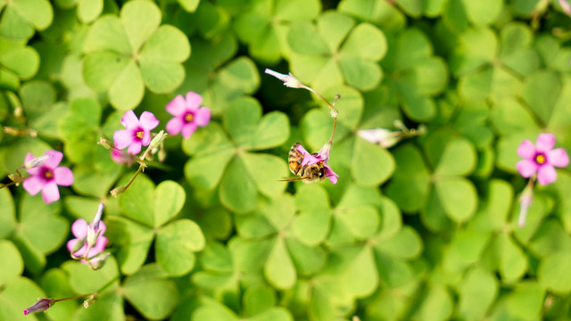 蜜蜂红花酢浆草