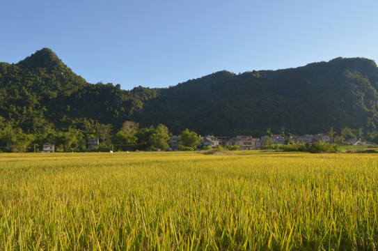 山村稻田