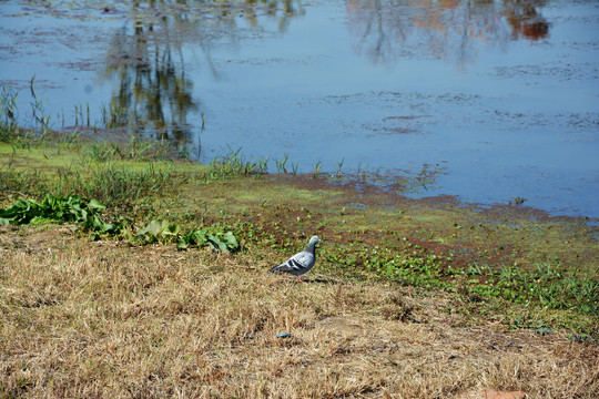 湖边鸽子