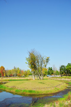 唯美树景