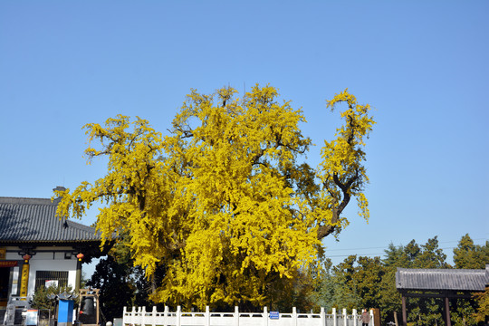 古寺千年银杏树