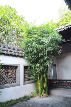 宅院竹子