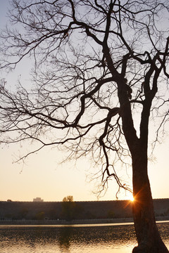 夕阳大树