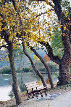 树下长椅秋色