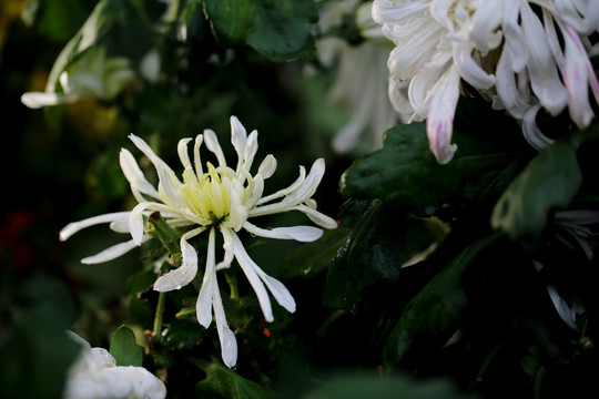 菊花