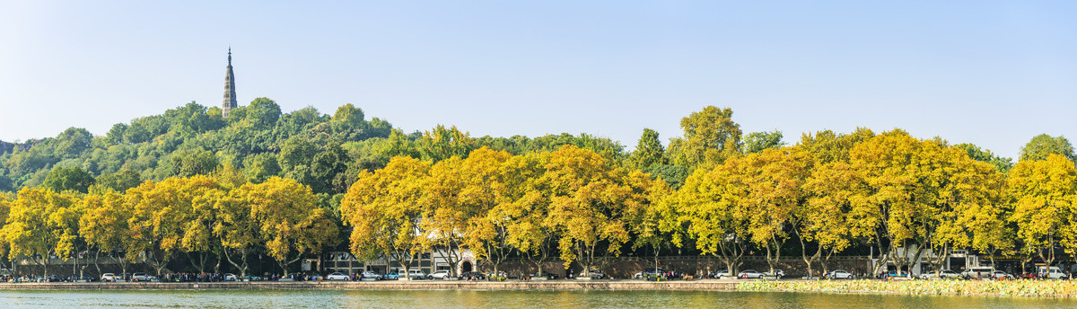 杭州西湖梧桐树