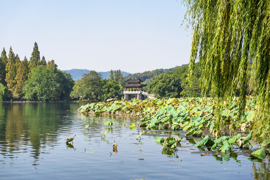 杭州曲院风荷景区