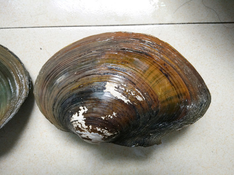 河蚌