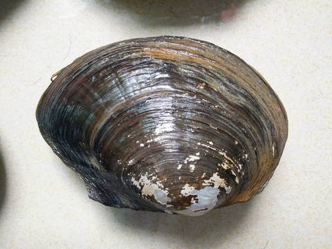 河蚌