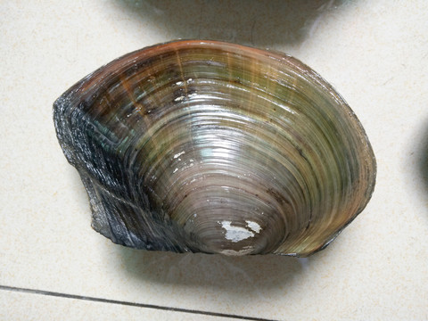 河蚌