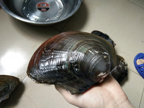 河蚌