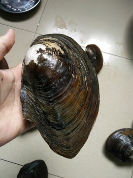 河蚌