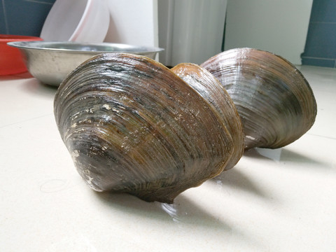 河蚌