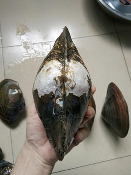河蚌