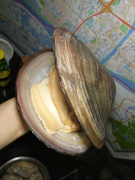 河蚌