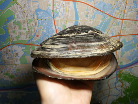 河蚌
