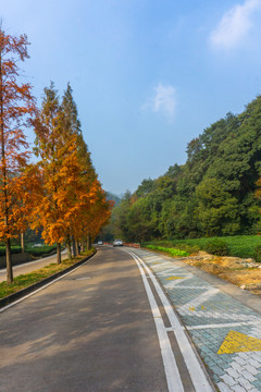 杭州龙井茶园