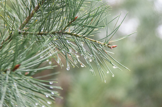 雨中松枝