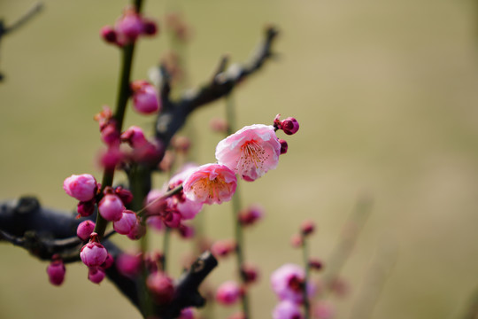 梅花