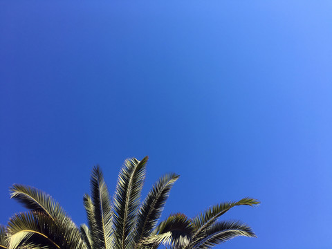 棕榈树与天空