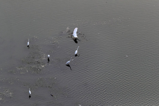 水中一群白鹭