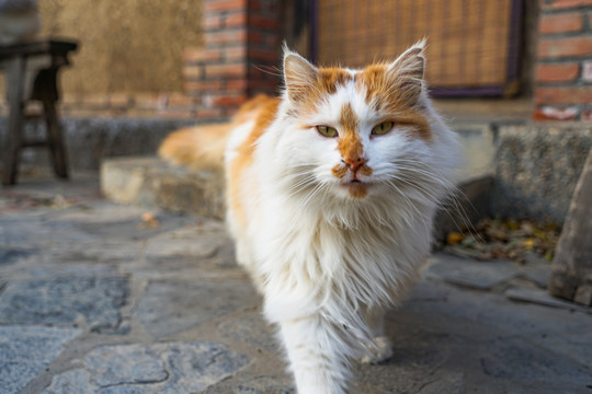 猫农村乡下院子