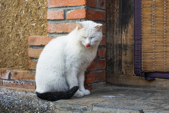 猫农村乡下院子