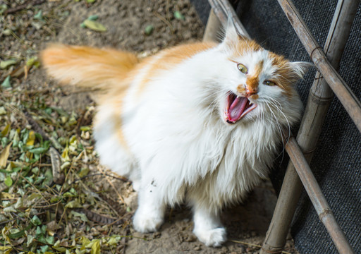 猫农村乡下院子