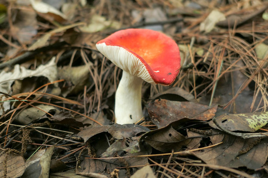 红巴巴菌