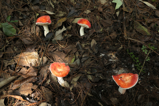 红巴巴菌