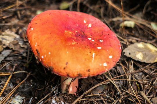 红巴巴菌