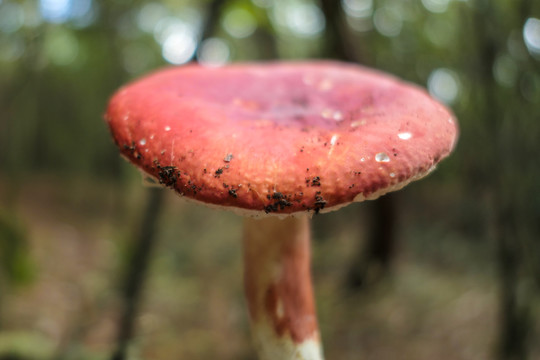 红巴巴菌