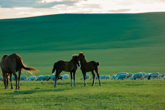 草原母马和小马驹