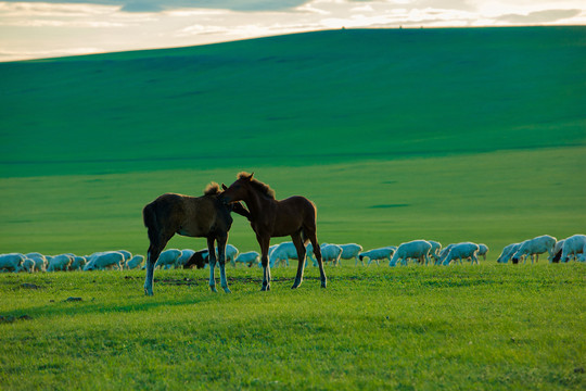 草原两匹小马驹
