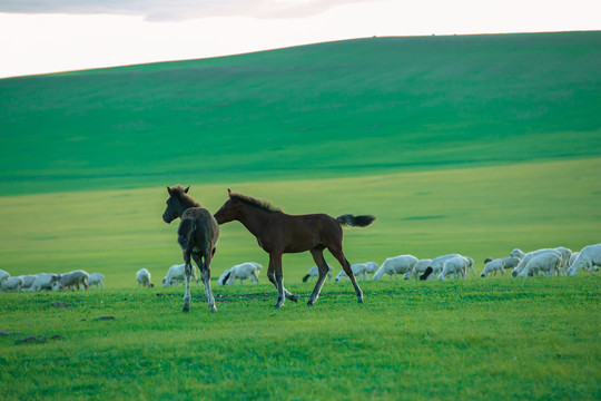 草原牧场两匹小马驹